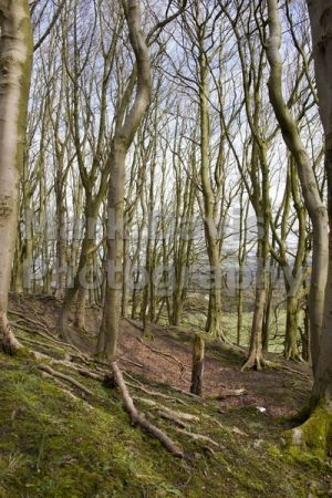 woods above fence 2.jpg